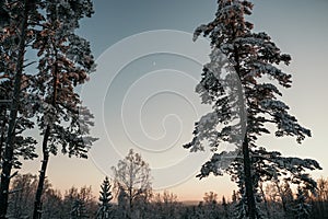 Low angle shot of snow-covered trees in the forest under a calm blue sky with the moon