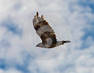Low angle shot of steppe eagle in flight