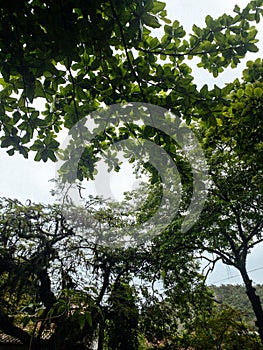 Low angle shot of the sun rays penetrating through the tree branches with green leaves