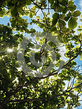 Low angle shot of the sun rays penetrating through the tree branches with green leaves