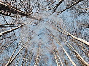 Low angle shot of tall bold trees in the forest in the winter with a blue sky