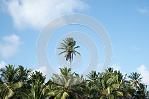 Low angle shot of a tall palm tree surrounded by smaller trees in Little Corn Island