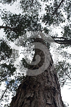 Low angle shot of a tall pine tree against a white sky