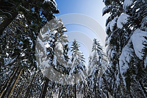 Low angle shot of tall pine tree covered in snow with blue sky