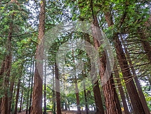 Low angle shot of tall thin pine trees in a Weston Park, UK