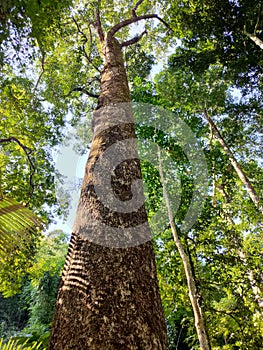 Low angle shot of tall trees with a blue sky in the background.