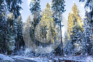 Low angle shot of the tall trees captured in a forest on a cold winter day