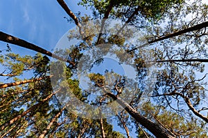 Low-angle shot of tall trees with green leaves in a forest under a clear blue sky