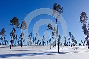Low angle shot of tall trees, thick only at the top, in a winter field covered in snow