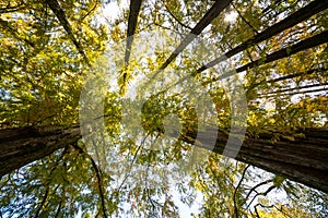 Low angle shot of tall trees with yellow leaves autumn foliage in Nami Island, South korea