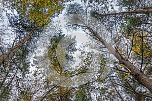 Low angle shot of a thin trunk autumn trees in an Attingham Park, Shrewsbury