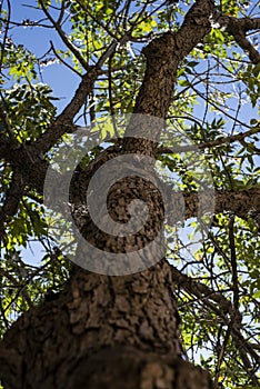 Low angle shot of a tree trunk, branches,and leaves against a blue sky