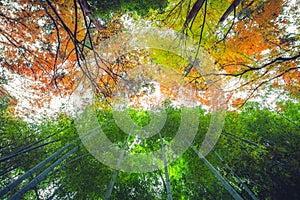 Low angle shot of the trees in Bamboo grove, Kyoto, Japan