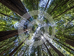 Low angle shot of trees in a forest