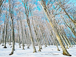 Low angle shot of trees in the forest covered with snow on a sunny day