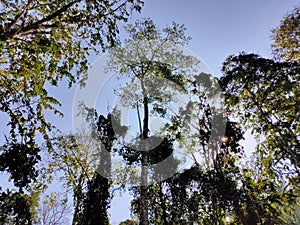 Low angle shot of tall trees with a blue sky in the background.