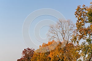 Low-angle shot of trees in a warm autumn color palette, with a blue sky in the background