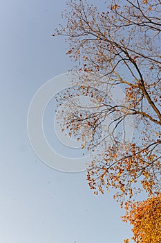 Low-angle shot of trees in a warm autumn color palette, with a blue sky in the background