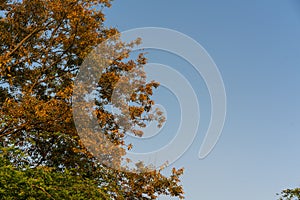 Low-angle shot of trees in a warm autumn color palette, with a blue sky in the background