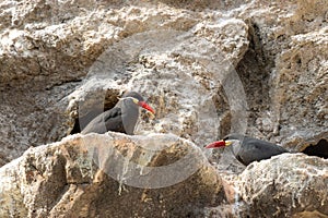 Low angle shot of two inca tern birds perched on stones