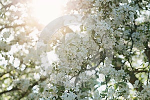 Low angle shot of white apple blossom tree in sunny day