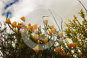 Low angle shot of yellow California poppy flowers in the field