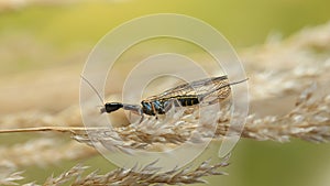 Snakefly photo