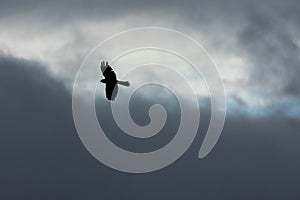 Low angle of the silhouette of the flying swamp harrier bird & x28;Circus approximans& x29; in the sky