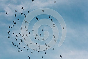 Low angle of silhouettes of flying birds