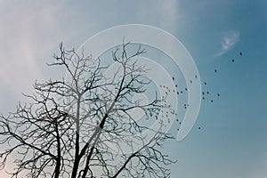 Low angle of silhouettes of flying birds with tree