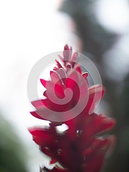 Low angle soft focus close up of a red ginger flower in the Seychelles