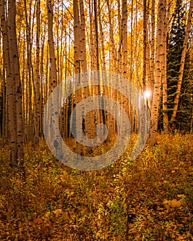 Low Angle Sunflare Peaking Through Aspen Trees
