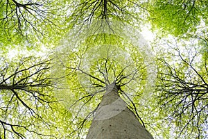 low angle of tall trees with green leaves in springtime