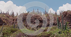 Low angle time lapse of tall cacti in Curacao, on cloudy day