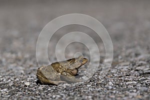 Low-angle toad - paddock