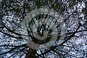 Low angle of trees with green leaves against sky