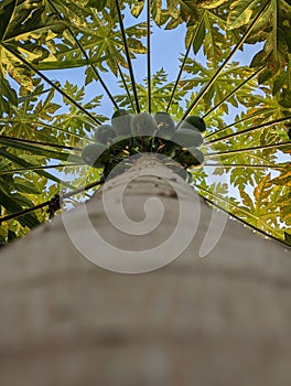Low angle of a tropical tree with green branches in sunlight