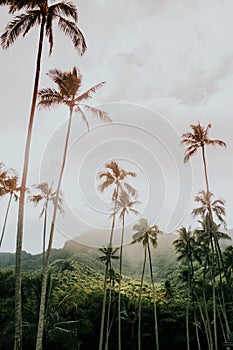 Low angle vertical shot of high babassu palm trees under the crazy sky surrounded by green mountains