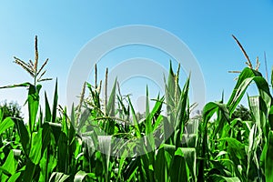 Low angle vew of corn field against clear sky. Background of green corn field