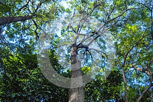 low angle view of an acacia tree in the middle of the forest