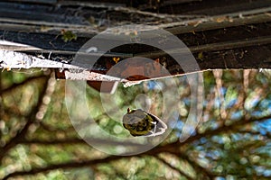 Low angle view of adult bluetit, Cyanistes caeruleus, flying into a nest