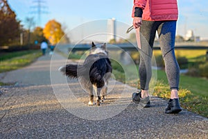 Low angle view of an athletic woman walking her dog at sunset