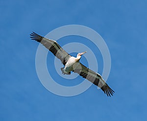 Low-angle view of an Australian pelican flying in the blue sky