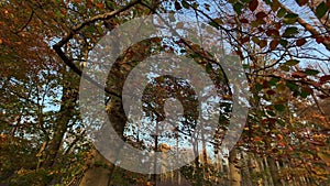 Low angle view of autumn forest trees gimbal shot nature background