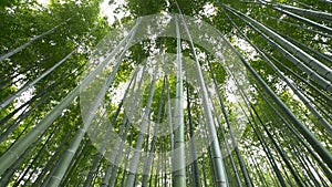 Low angle view of Bamboo forest, Arashiyama, Kyoto, Japan