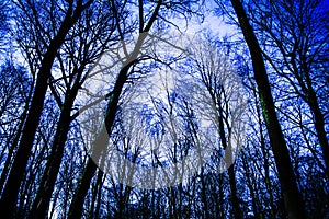 Low angle view on bare branches of beech forest against cold crystal blue sky