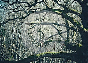 low angle view of bare trees against sky