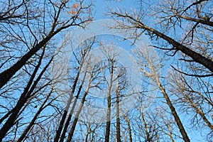 Low angle view of bare trees in the winter forest
