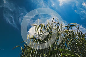 Low angle view of barley straws in cultivated field