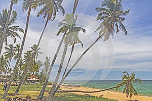 The view of Pantai Jambu Bongkok Beach with soaring coconut trees at Terengganu, Malaysia.